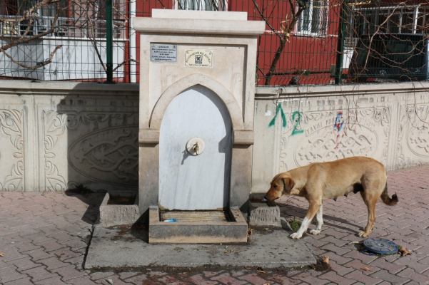 KOSKİ KUŞ TASI İLE SOKAK HAYVANLARININ SU…